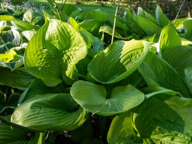 Büyük kalp şeklinde, kalın desenli, parlak, sarı-yeşil yapraklı güneş ışığı altında Hosta 'Sum and Madde'