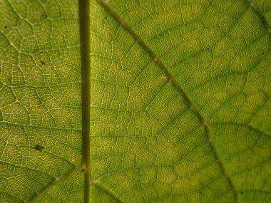 Parlak arka planda yeşil bir yaprak dokusunun makro görüntüsü hücreleri, damarları ve yaprak yüzeyini gösteriyor. Doğa yeşil ve siyah arkaplan