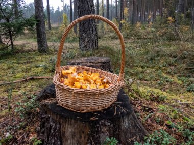 Mantarlarla dolu ahşap sepet, orman bitkilerinin arasında orman zemininde bulunan Chanterelle. Mantar toplama geleneği. Güzel sonbahar manzarası