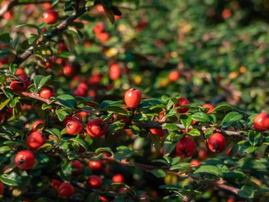 Küçük, parlak, koyu yeşil yapraklı ve ayıüzümlü kotonaterinin parlak kırmızı meyveleri (Cotoneaster dammeri) Cultivar 'Skogholm'. Yol kenarındaki hava kirliliğini emen süper bitki.