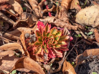 Parlak güneş ışığında bahçedeki Makro renkli Kafkas taşı 