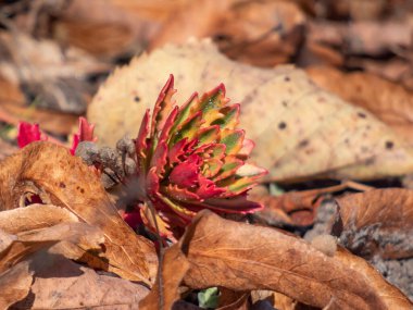 Parlak güneş ışığında bahçedeki Makro renkli Kafkas taşı 
