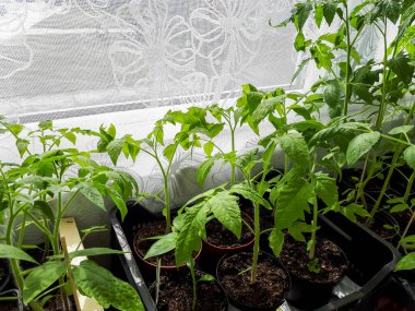 Pencere kenarında saksılarda yetişen domates tohumları. Kapalı kaplarda sebze fideleri. Parlak gün ışığında bahçe işleri kavramı