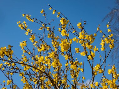 Yaprak döken makro Paskalya Ağacı (Forsythia) tamamen çiçek açmış parlak güneş ışığında parlak sarı çiçekler ve arka planda mavi gökyüzü