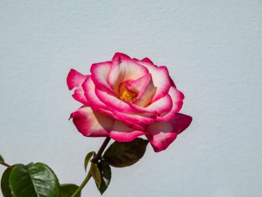 Güzel gül Bonanza. Turuncu kenarlı sarı ve beyaz gül çiçeği, soluyor pembeye ve izole beyaz arka plana