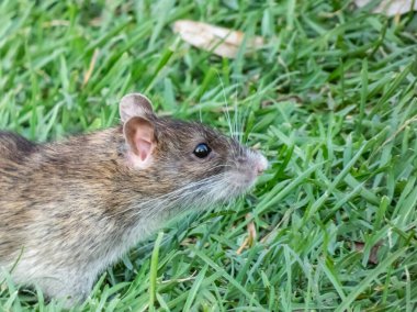 Akşamları yeşil çimlerde koyu gri ve kahverengi kürklü yaygın sıçan (Rattus norvegicus)