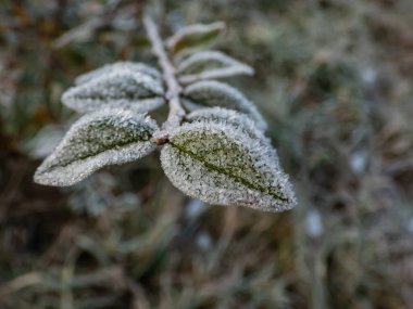 Sonbaharın sonunda ve kışın başında parlak güneş ışığında bitkilerin üzerinde beyaz erken sabah donlarından oluşan büyük buz kristallerinin makro çekimi. Bitkiler üzerindeki buz