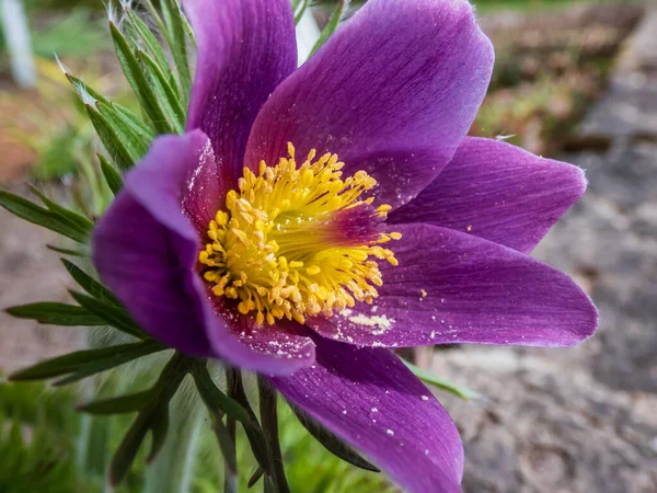 美丽的紫色春花Pasqueflower Pulsatilla Gayeri Simonk 黄色中心在明亮的阳光下 — 图库照片