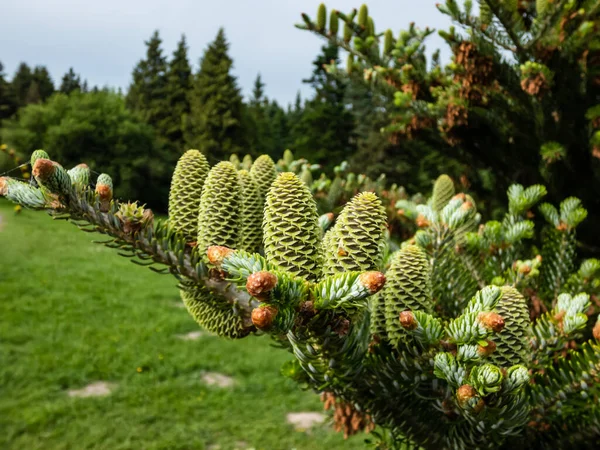 Conos Verdes Que Aparecen Erguidos Abeto Coreano Abies Koreana Conífera —  Fotos de Stock