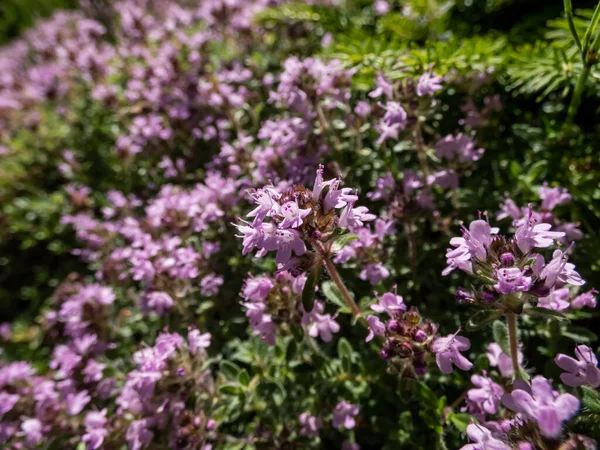 Yazın güneş ışığında Pembe Sürünen Kekik 'in (Thymus praecox arcticus) parlak pembe çiçeklerinin makro çekimi
