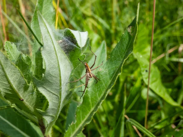 夏に緑の植物に若いクモと卵嚢を持つ巣の中の保育園のWebクモ Pisaura Mirabilis の小さなクモのマクロショット — ストック写真