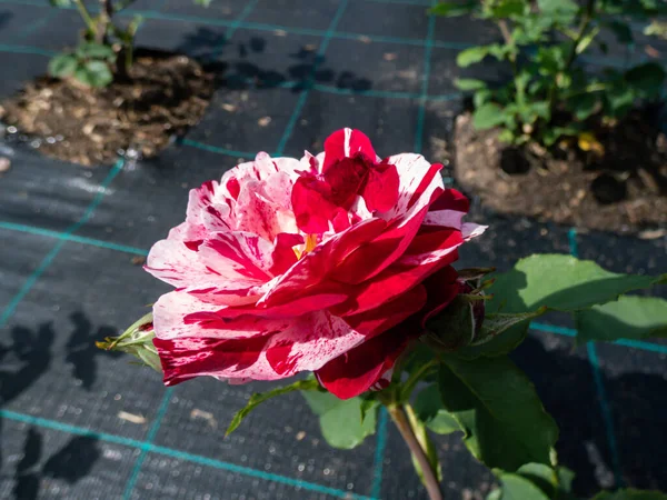 Уникальная Красивая Роза New Imagine Крупными Душистыми Цветками Двухтонального Бургунди — стоковое фото