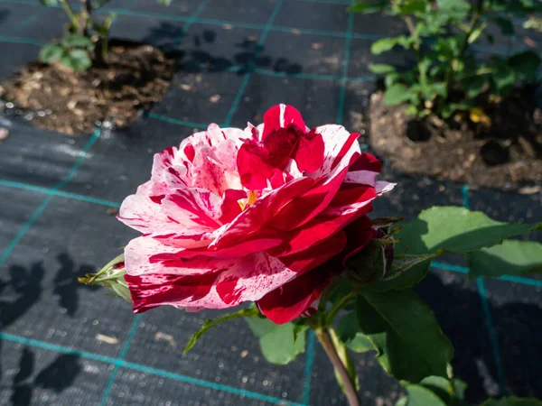 Très Unique Beau Rosier New Imagine Avec Grandes Fleurs Parfumées — Photo