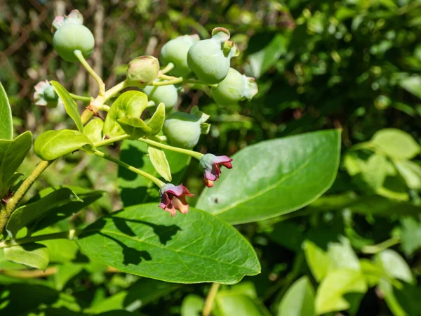 在艳阳高照的叶间开花后 在未成熟的绿色成熟期分枝上种植的蓝莓或高灌木蓝莓 — 图库照片