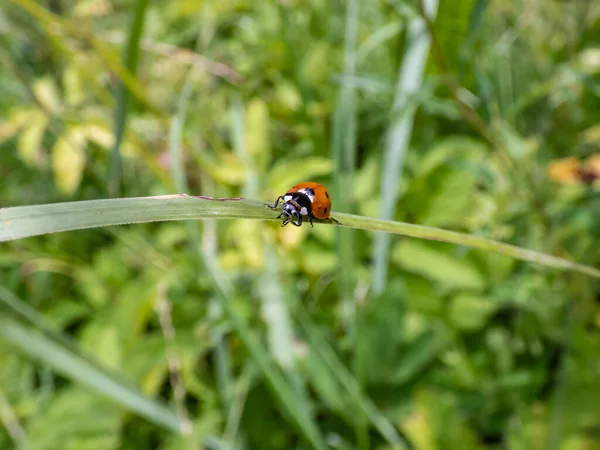 Primo Piano Coccinella Ambulante Coccinella Sette Punti Coccinella Septempunctata Filo — Foto Stock