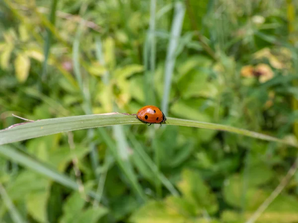 Primer Plano Mariquita Caminante Mariquita Siete Puntos Coccinella Septempunctata Una — Foto de Stock