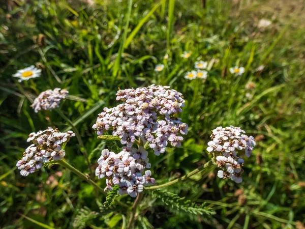 Крупный План Декоративного Сорта Рябины Achillea Millefolium Hybriden Kelvayi Плоские — стоковое фото