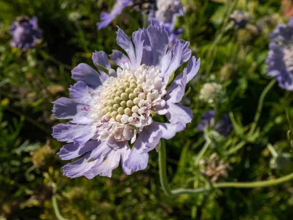 Scabiosa Caucasica Perfecta Flowers Lavender Blue Outer Ring Frilly Petals — Stock Photo, Image
