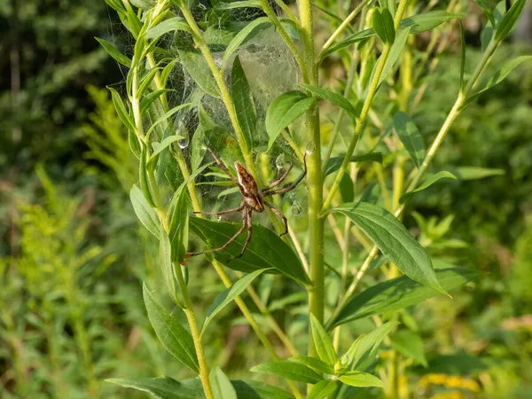 夏の日差しの中で緑の植物の上に長い足と細い腹部を持つ茶色い保育園網のクモ Pisaura Mirabilis のクローズアップ — ストック写真