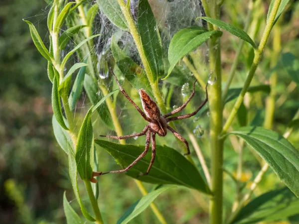 夏の日差しの中で緑の植物の上に長い足と細い腹部を持つ茶色い保育園網のクモ Pisaura Mirabilis のクローズアップ — ストック写真
