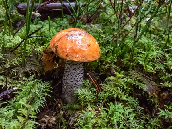 Beau Champignon Comestible Chapeau Orange Tige Blanche Aux Écailles Sombres — Photo