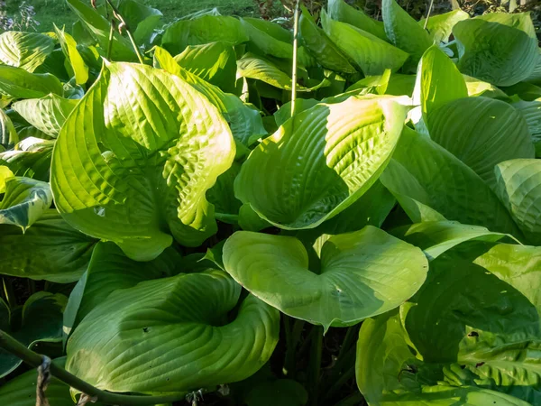 Büyük kalp şeklinde, kalın desenli, parlak, sarı-yeşil yapraklı güneş ışığı altında Hosta 'Sum and Madde'