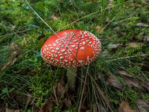 Grote Rode Giftige Paddestoel Vlieg Agaric Amanita Muscaria Paddestoel Met — Stockfoto