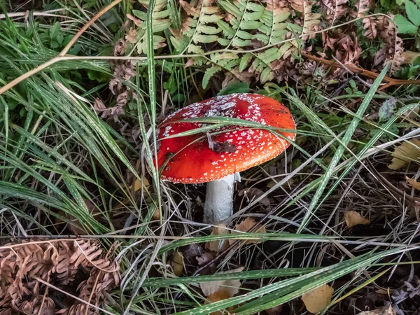 Fly Agaric Amanita Muscaria 버섯에 사마귀가 배경에 식물로 둘러싸인 속에서 — 스톡 사진