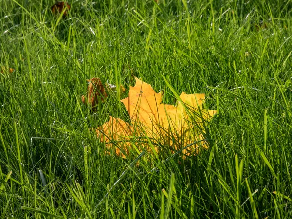 Одинокий Желтый Карликовый Лист Длинной Зеленой Траве Яркой Подсветке Падшие — стоковое фото