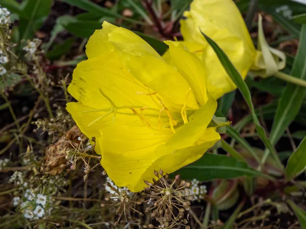 密苏里的宏观晚月季报春花 Oenothera Missouriensis 有非常大的 孤独的 4瓣的 亮黄色的花在岩石花园里开花 — 图库照片