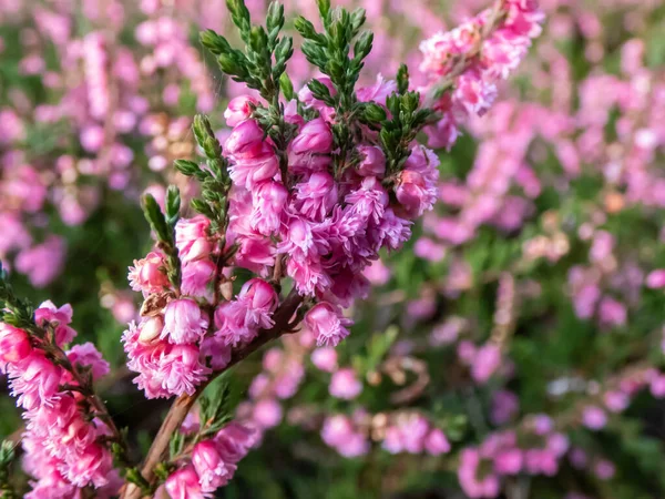 Macro Belo Rosa Vermelho Flores Duplas Calluna Vulgaris Red Favorit — Fotografia de Stock