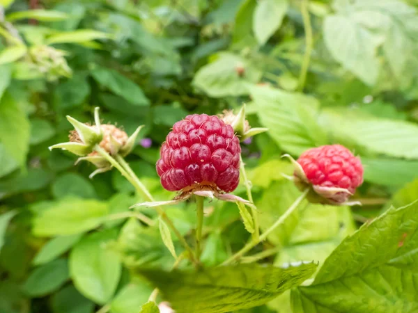 Macro Shot Perfect Red Ripe Raspberry Growing Plant Green Leaves — Stock Photo, Image