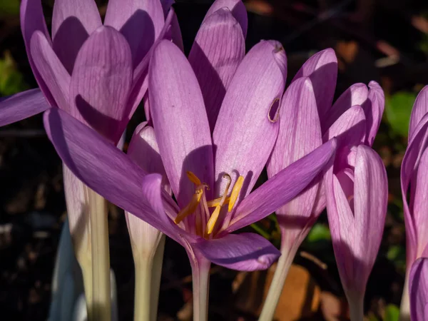 Nahaufnahme Einer Gruppe Lila Herbstkrokusse Colchicum Autumn Nale Hellen Sonnenlicht — Stockfoto