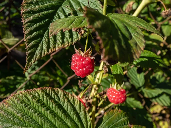 Perfect Red Ripe Raspberries Growing Raspberry Plant Branches Surrounded Green — Stock Photo, Image