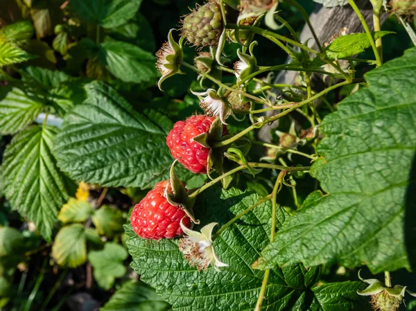 Frambuesas Perfectas Rojas Maduras Que Crecen Ramas Plantas Frambuesa Rodeadas — Foto de Stock