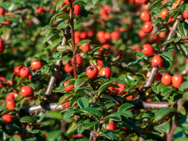Küçük, parlak, koyu yeşil yapraklı ve ayıüzümlü kotonaterinin parlak kırmızı meyveleri (Cotoneaster dammeri) Cultivar 'Skogholm'. Yol kenarındaki hava kirliliğini emen süper bitki.