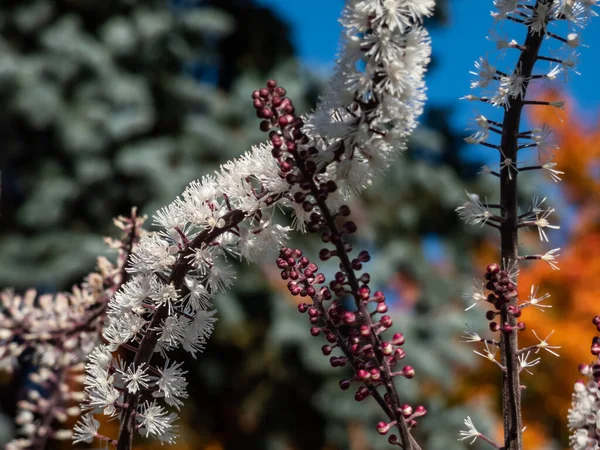 Makroaufnahme Von Bilsenkraut Cimicifuga Simplex Atropurpurea Blüht Mit Dichten Ähren — Stockfoto