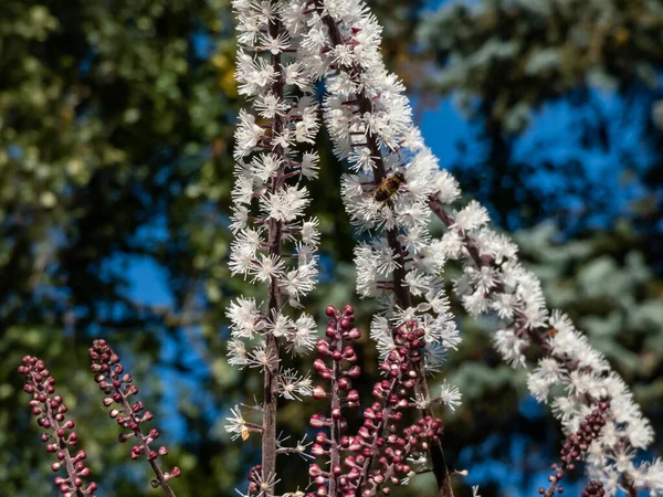 Makroaufnahme Von Bilsenkraut Cimicifuga Simplex Atropurpurea Blüht Mit Dichten Ähren — Stockfoto