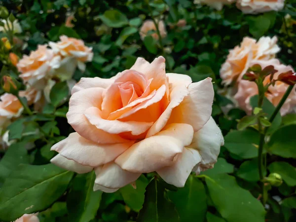 Único Delicado Grande Totalmente Pétala Apricot Amarelo Rosa Variedade Néctar — Fotografia de Stock