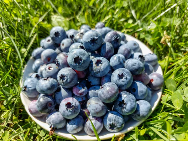 Small White Plate Pile Big Ripe Cultivated Blueberries Highbush Blueberries — Stock Photo, Image