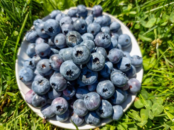 Petite Assiette Blanche Avec Une Pile Gros Bleuets Mûrs Cultivés — Photo