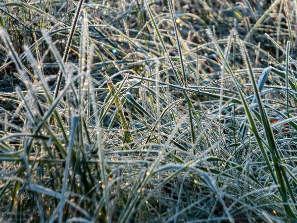 Pemandangan Rumput Ditutupi Dengan Kristal Besar Dari Embun Beku Pagi — Stok Foto