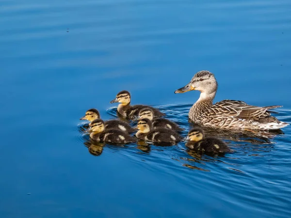 Group Beautiful Fluffy Ducklings Mallard Wild Duck Anas Platyrhynchos Swimming — Stock Photo, Image