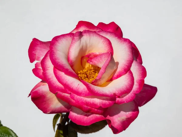 Linda Rosa Bonanza Amarelo Branco Rosa Flor Com Bordas Laranja — Fotografia de Stock