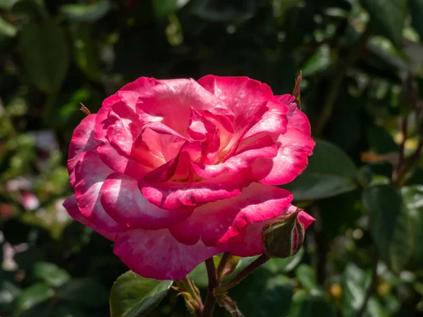 Belle Rose Bonanza Fleur Rose Jaune Blanche Aux Bords Orange — Photo