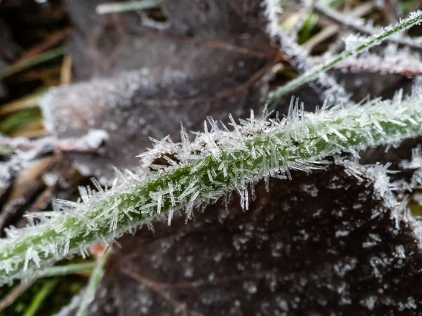 Makroaufnahme Großer Eiskristalle Mit Weißem Morgenfrost Auf Pflanzen Spätherbst Und — Stockfoto