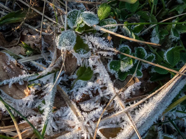 Macro Shot Grandi Cristalli Ghiaccio Bianco Mattina Presto Gelo Sulle — Foto Stock