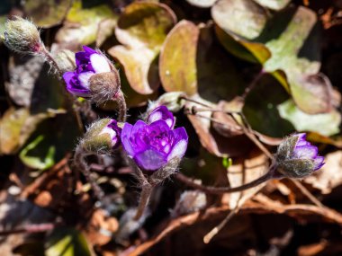 Hepatica nobilis cultivar 'Walter Otto' nun Macro karesi. Parlak güneş ışığı ve bulanık arkaplanlı çifte mavi çiçekler.