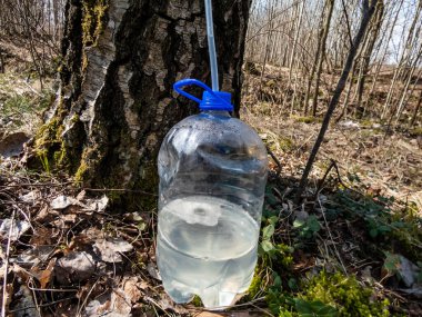 Baharda huş ağacının gövdesinden özsuyu toplamak. Bir huş ağacı özsuyu almak için ilkbaharda musluklanmış. Baharda güneş ışığında plastik bir şişeye damlayan bitki özü.
