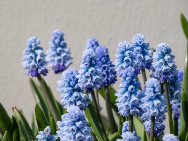 İlkbaharın başlarında, uzun, çan şeklinde çiçekler ve yeşil yapraklı, kompakt, mavi üzüm sümbülü (Muscari azureum) bir grup.